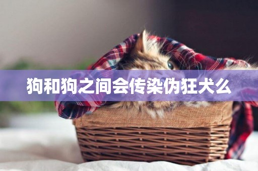 狗和狗之間會傳染偽狂犬么