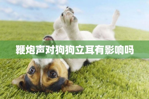 鞭炮聲對狗狗立耳有影響嗎