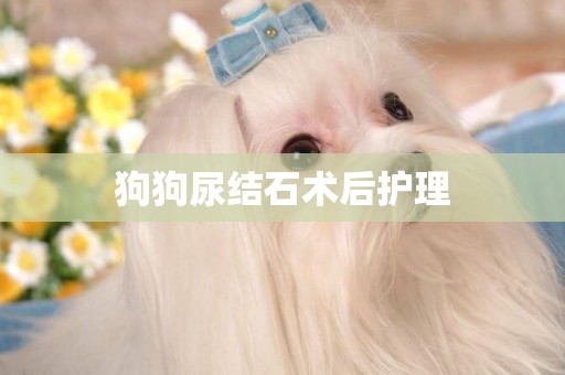 狗狗尿結石術后護理