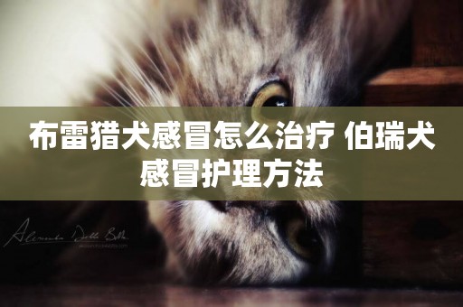 布雷獵犬感冒怎么治療 伯瑞犬感冒護理方法