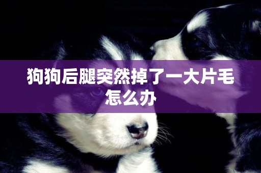 狗狗后腿突然掉了一大片毛怎么辦