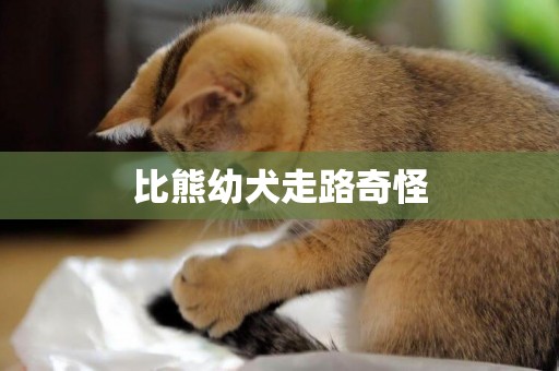 比熊幼犬走路奇怪