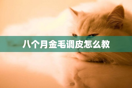 八個月金毛調皮怎么教
