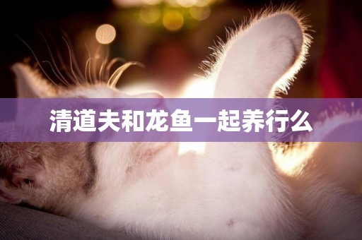 清道夫和龍魚一起養行么