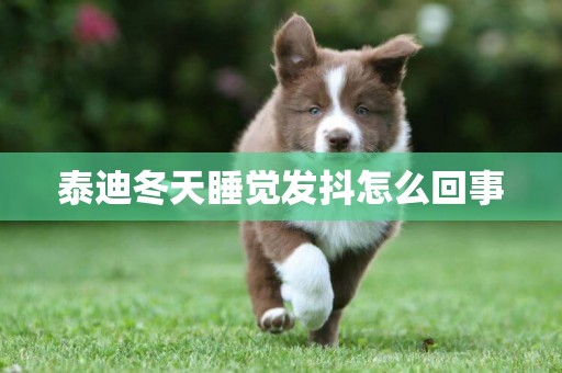 泰迪冬天睡覺發抖怎么回事
