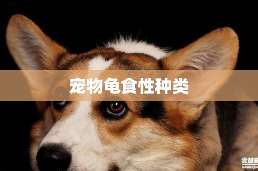 寵物龜食性種類