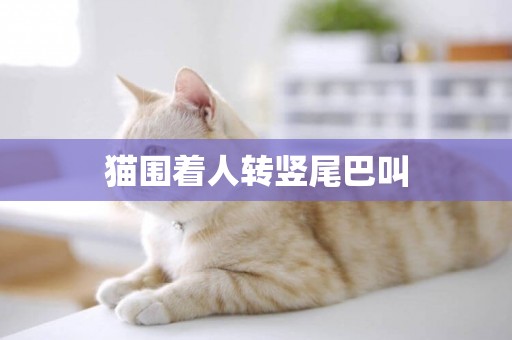 貓圍著人轉豎尾巴叫