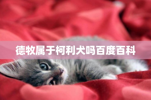 德牧屬于柯利犬嗎百度百科