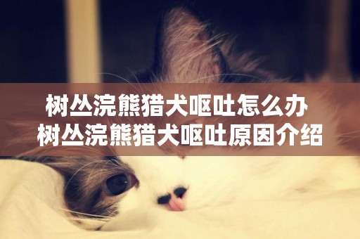 樹叢浣熊獵犬嘔吐怎么辦 樹叢浣熊獵犬嘔吐原因介紹