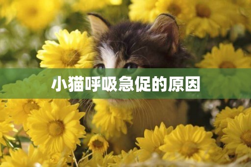 小貓呼吸急促的原因