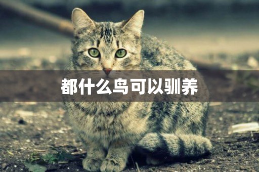 都什么鳥可以馴養