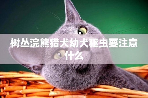 樹叢浣熊獵犬幼犬驅蟲要注意什么