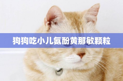 狗狗吃小兒氨酚黃那敏顆粒