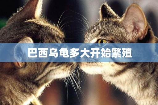 巴西烏龜多大開始繁殖
