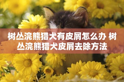 樹叢浣熊獵犬有皮屑怎么辦 樹叢浣熊獵犬皮屑去除方法