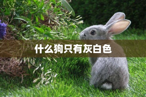 什么狗只有灰白色