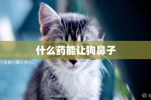 什么藥能讓狗鼻子