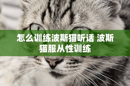 怎么訓練波斯貓聽話 波斯貓服從性訓練