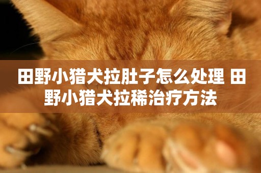 田野小獵犬拉肚子怎么處理 田野小獵犬拉稀治療方法