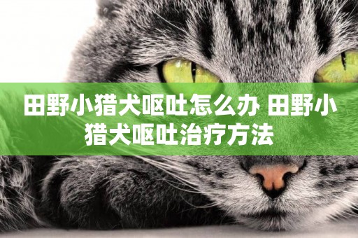 田野小獵犬嘔吐怎么辦 田野小獵犬嘔吐治療方法
