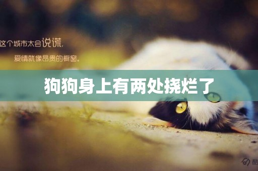 狗狗身上有兩處撓爛了 狗狗身上有兩處撓爛了