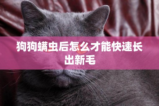 狗狗螨蟲后怎么才能快速長出新毛