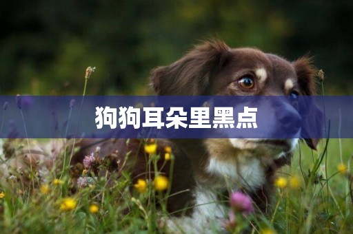 狗狗耳朵里黑點