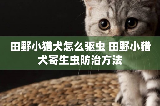 田野小獵犬怎么驅蟲 田野小獵犬寄生蟲防治方法
