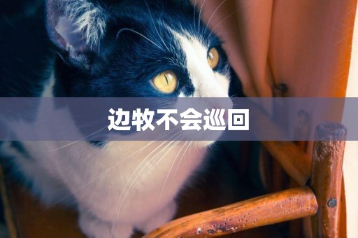 邊牧不會巡回