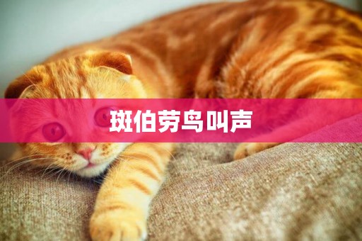 斑伯勞鳥叫聲
