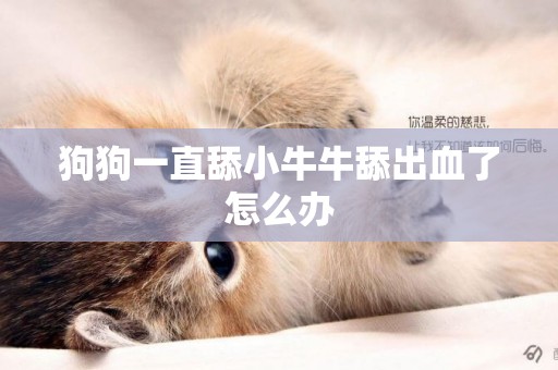 狗狗一直舔小牛牛舔出血了怎么辦
