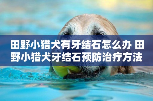 田野小獵犬有牙結石怎么辦 田野小獵犬牙結石預防治療方法
