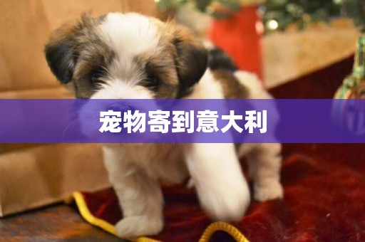 寵物寄到意大利 寵物寄到意大利