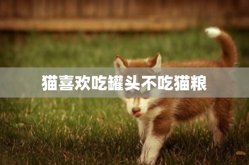 貓喜歡吃罐頭不吃貓糧