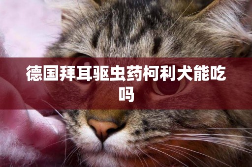 德國拜耳驅蟲藥柯利犬能吃嗎 德國拜耳驅蟲藥柯利犬能吃嗎