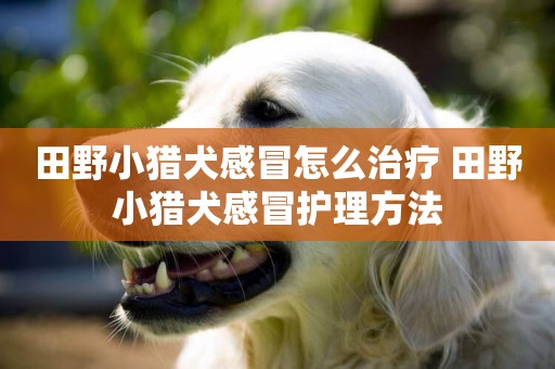 田野小獵犬感冒怎么治療 田野小獵犬感冒護理方法