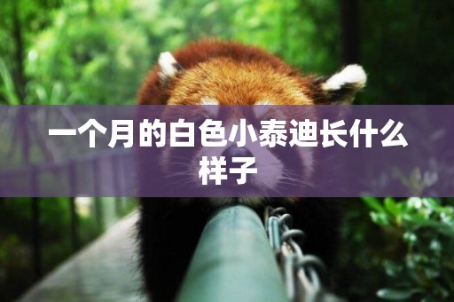 一個月的白色小泰迪長什么樣子