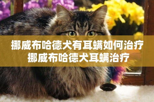 挪威布哈德犬有耳螨如何治療 挪威布哈德犬耳螨治療