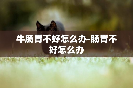 牛腸胃不好怎么辦-腸胃不好怎么辦