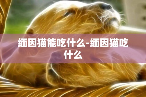 緬因貓能吃什么-緬因貓吃什么