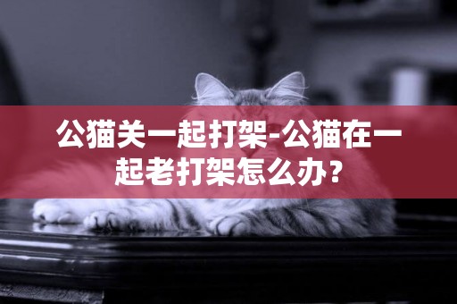 公貓關一起打架-公貓在一起老打架怎么辦？