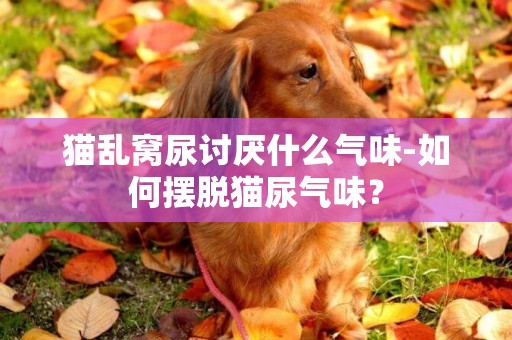 貓亂窩尿討厭什么氣味-如何擺脫貓尿氣味？