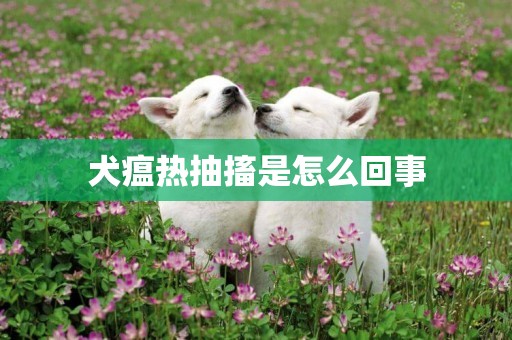 犬瘟熱抽搐是怎么回事