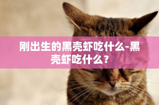 剛出生的黑殼蝦吃什么-黑殼蝦吃什么？
