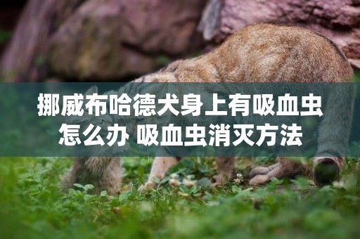 挪威布哈德犬身上有吸血蟲怎么辦 吸血蟲消滅方法
