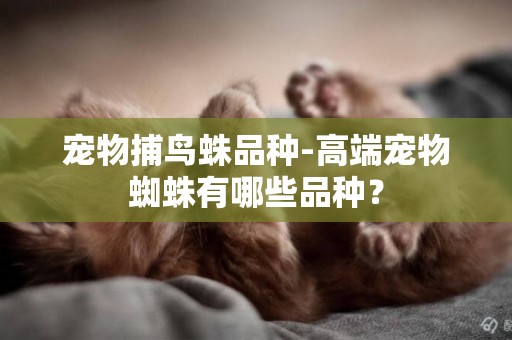 寵物捕鳥蛛品種-高端寵物蜘蛛有哪些品種？