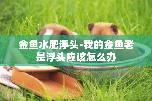 金魚水肥浮頭-我的金魚老是浮頭應該怎么辦