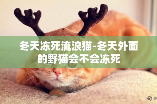 冬天凍死流浪貓-冬天外面的野貓會不會凍死