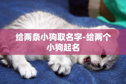 給兩條小狗取名字-給兩個小狗起名