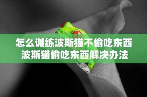 怎么訓練波斯貓不偷吃東西 波斯貓偷吃東西解決辦法